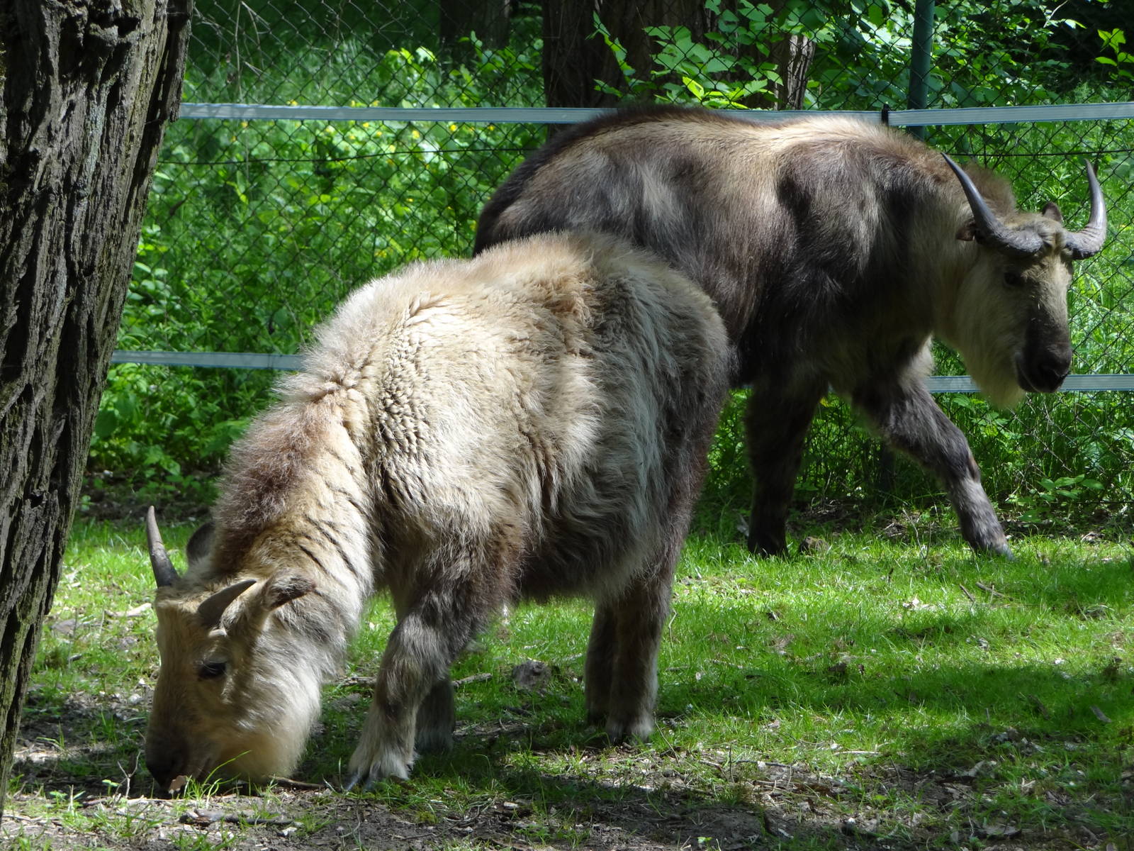 Golden Takin and Sichuan Takin