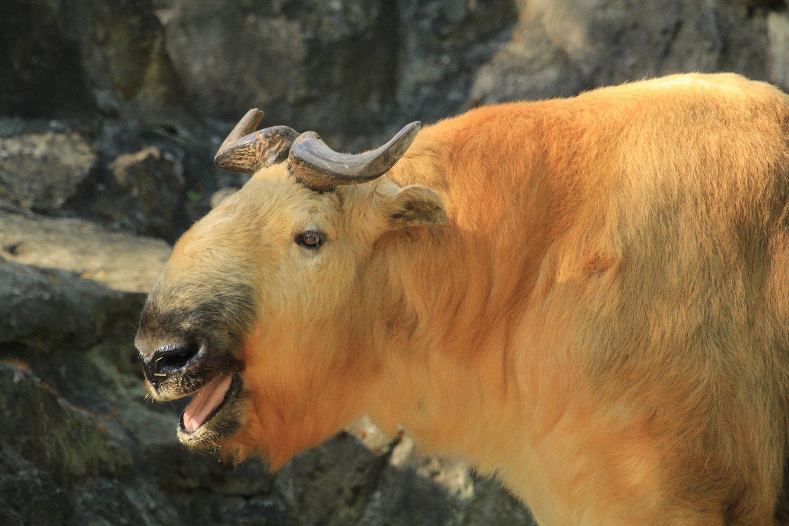 Golden Takin (April 2018)