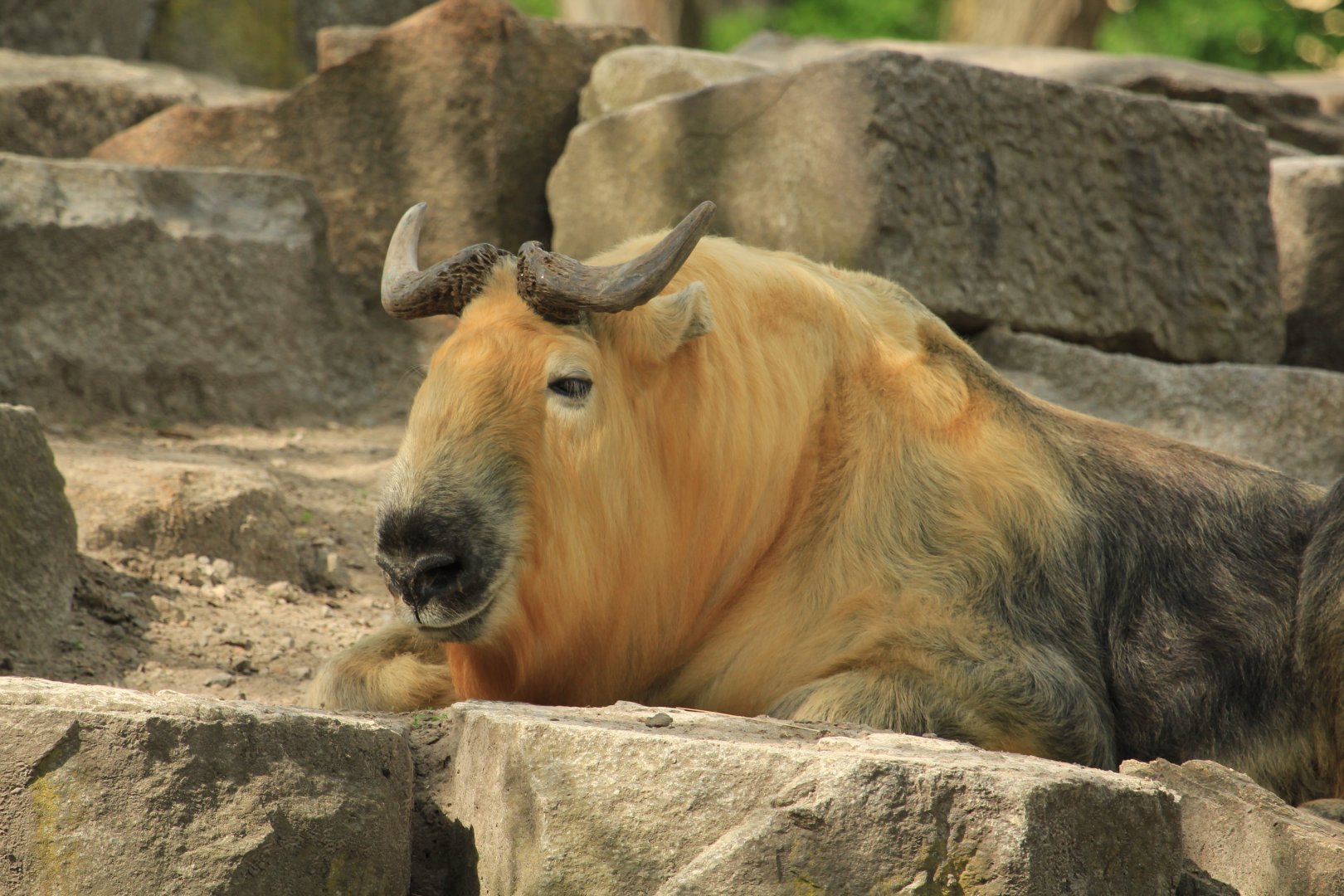 Golden Takin (April 2018)