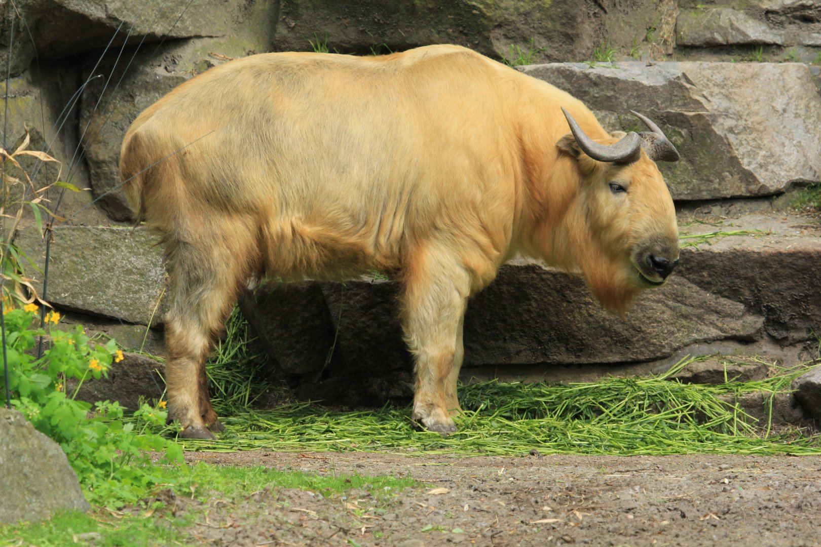 Golden takin (April 2018)