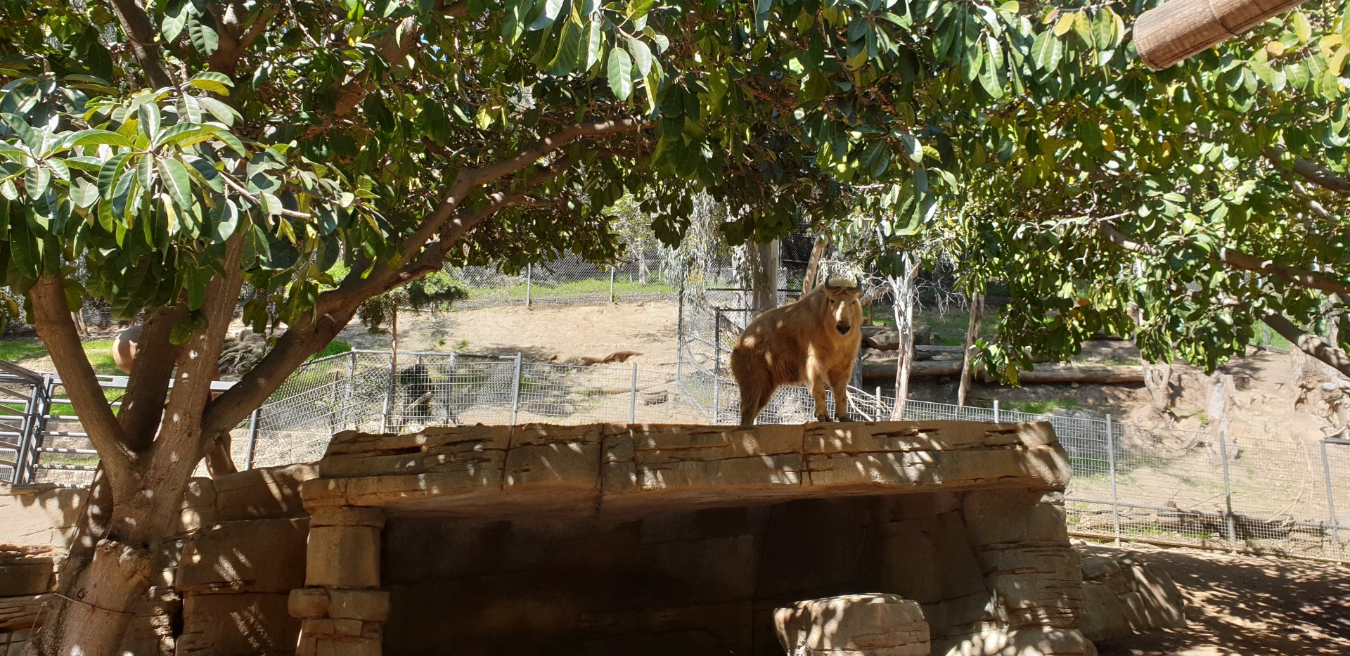Golden Takin, Asian Passage