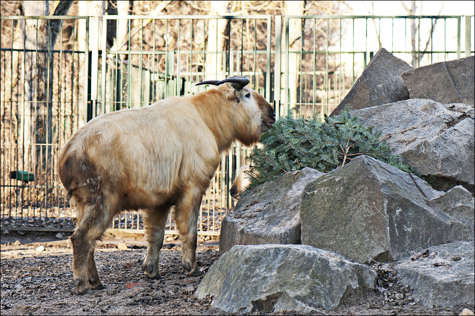 Golden takin at Berlin Tierpark