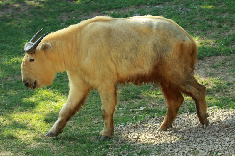 Golden Takin at Bojnice Zoo