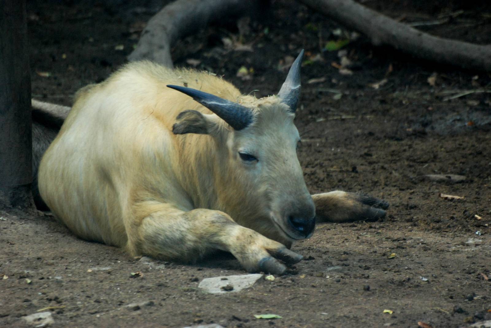 Golden Takin at Liberec, 28/08/12