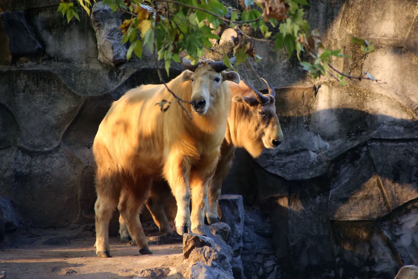 Golden Takin at Sunset