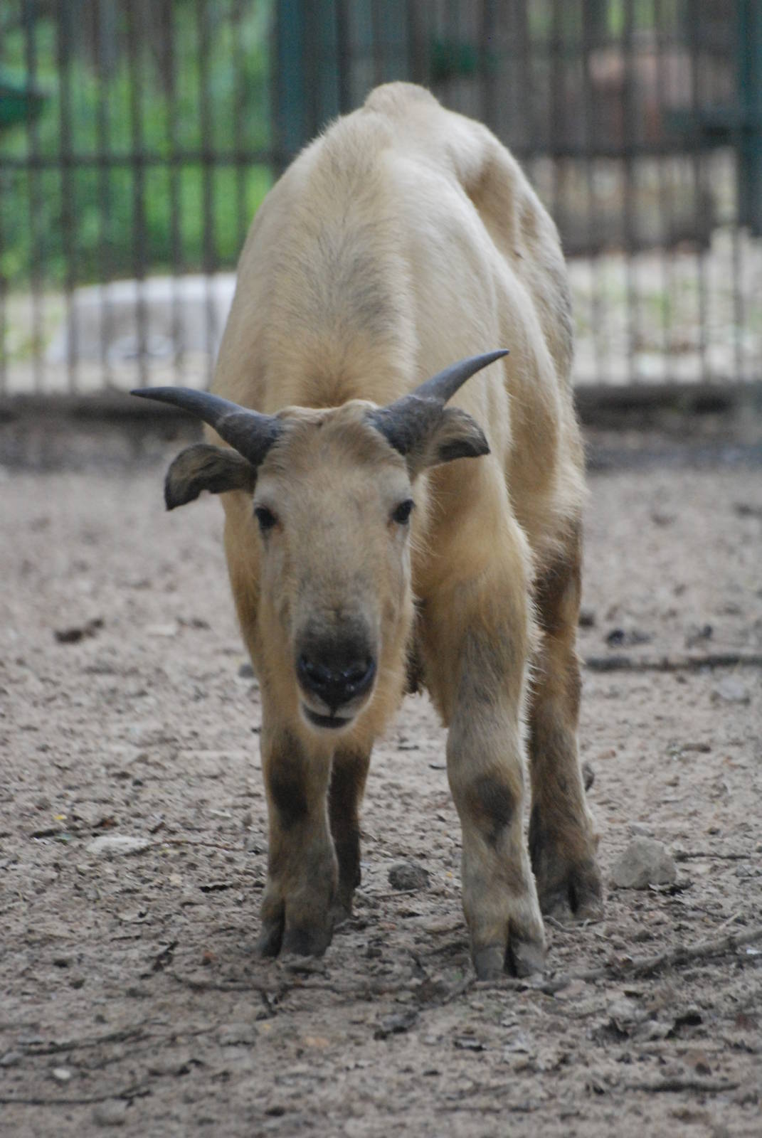 Golden Takin at Tierpark Berlin, 30/08/11