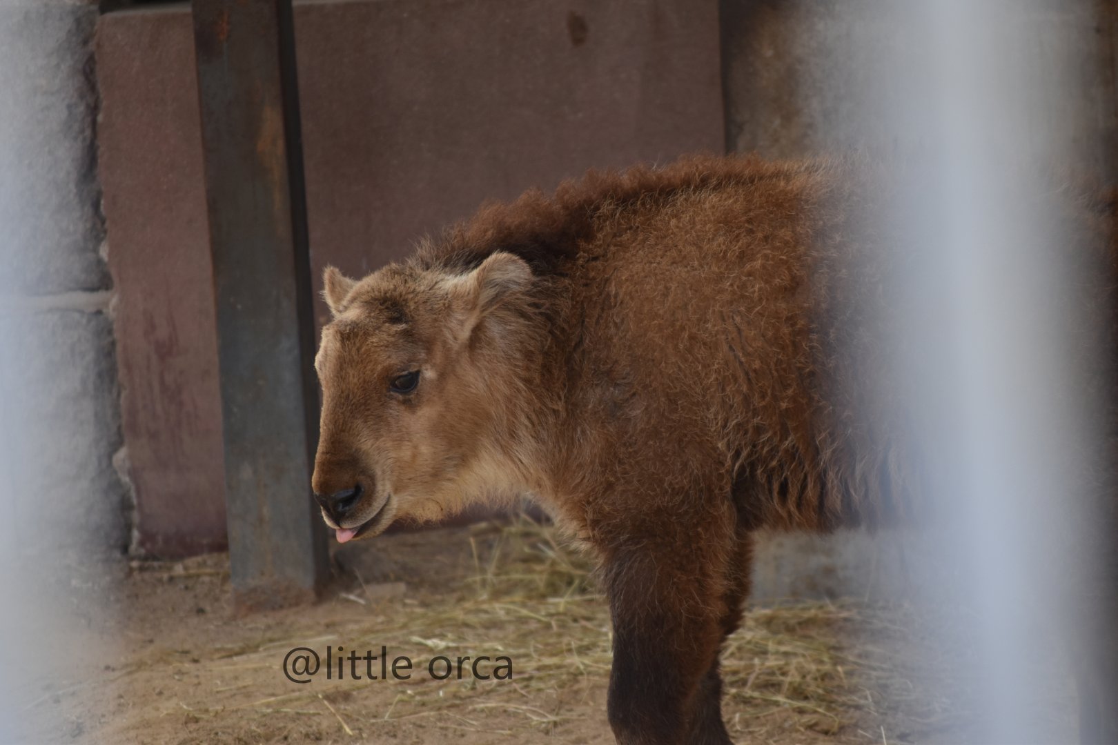 golden takin baby (Budorcas taxicolor bedfordi)