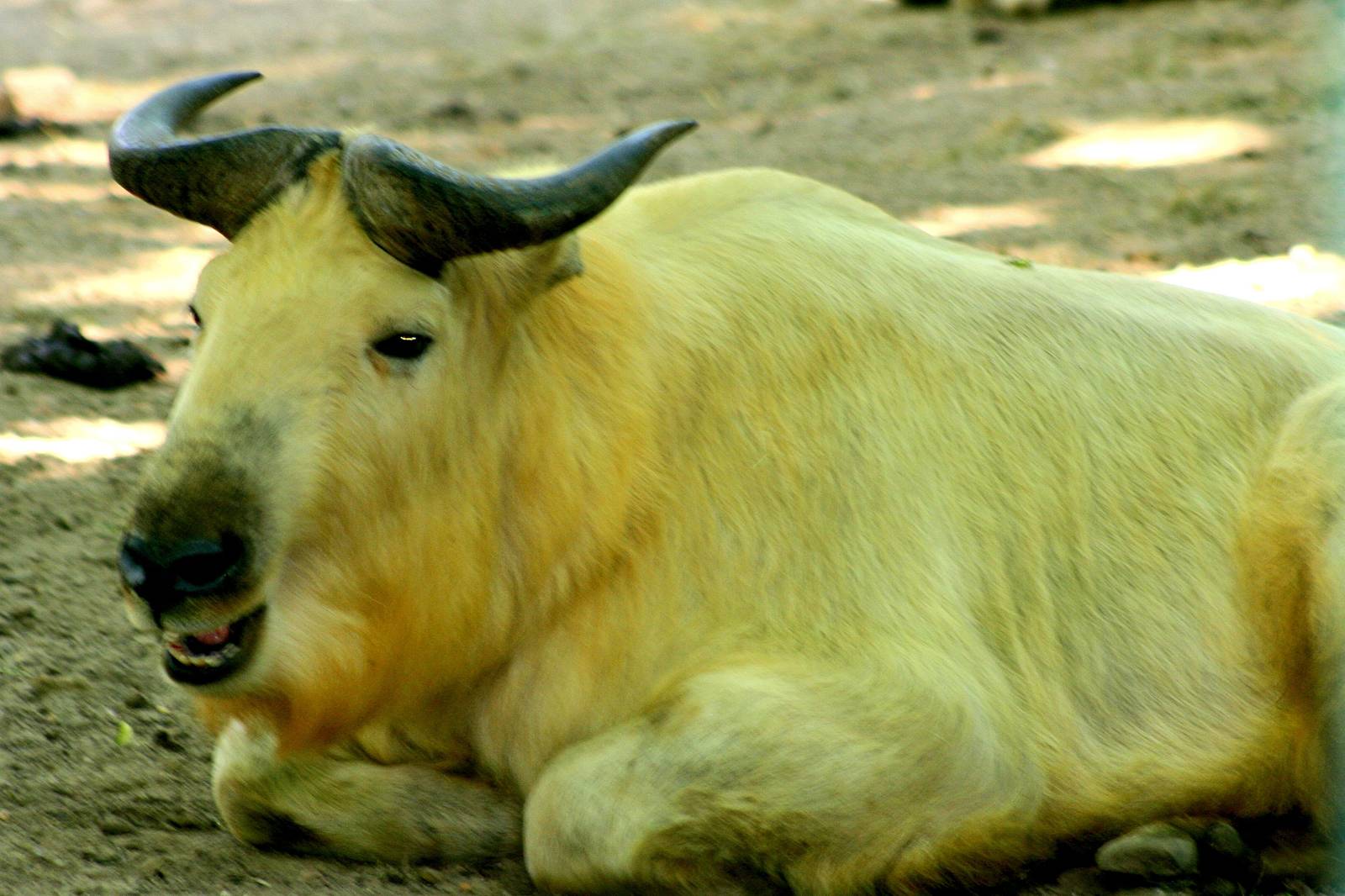 Golden takin; Berlin Tierpark; 9th June 2014