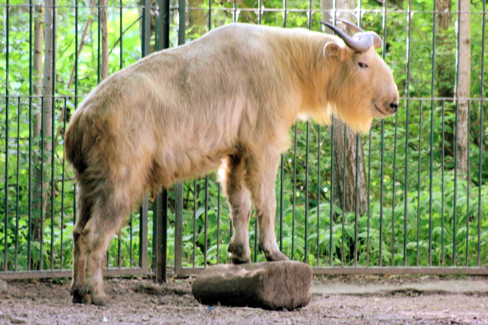 Golden takin; Berlin Tierpark; 9th June 2014