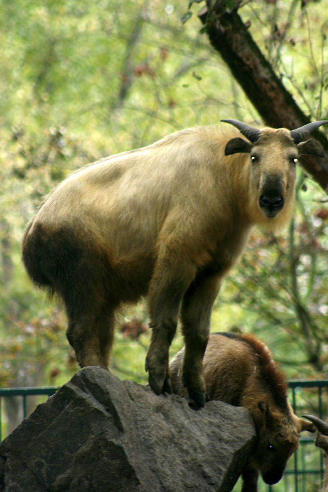 Golden takin; Berlin Tierpark; 9th September 2011