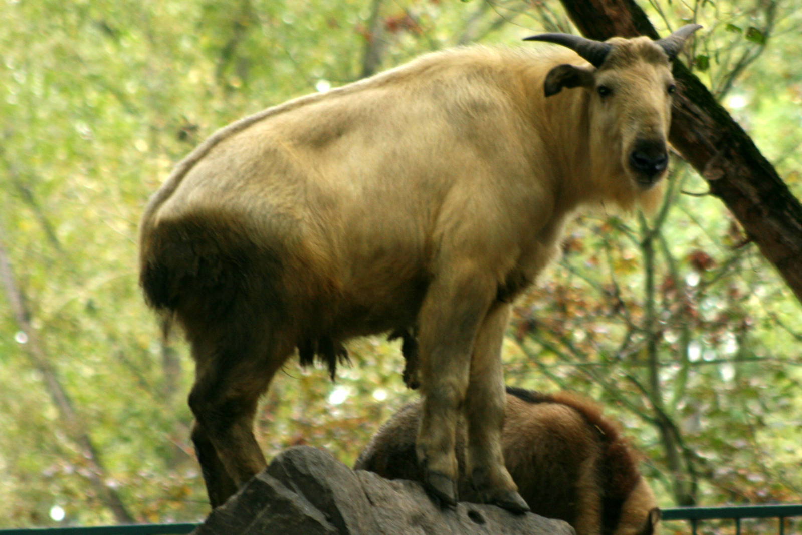 Golden takin; Berlin Tierpark; 9th September 2011