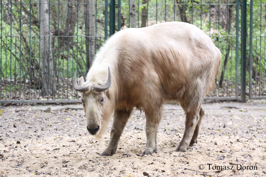 Golden Takin (Budorcas bedfordi)