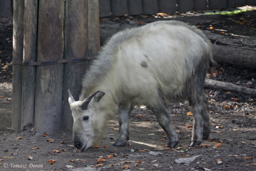 Golden Takin (Budorcas bedfordi)