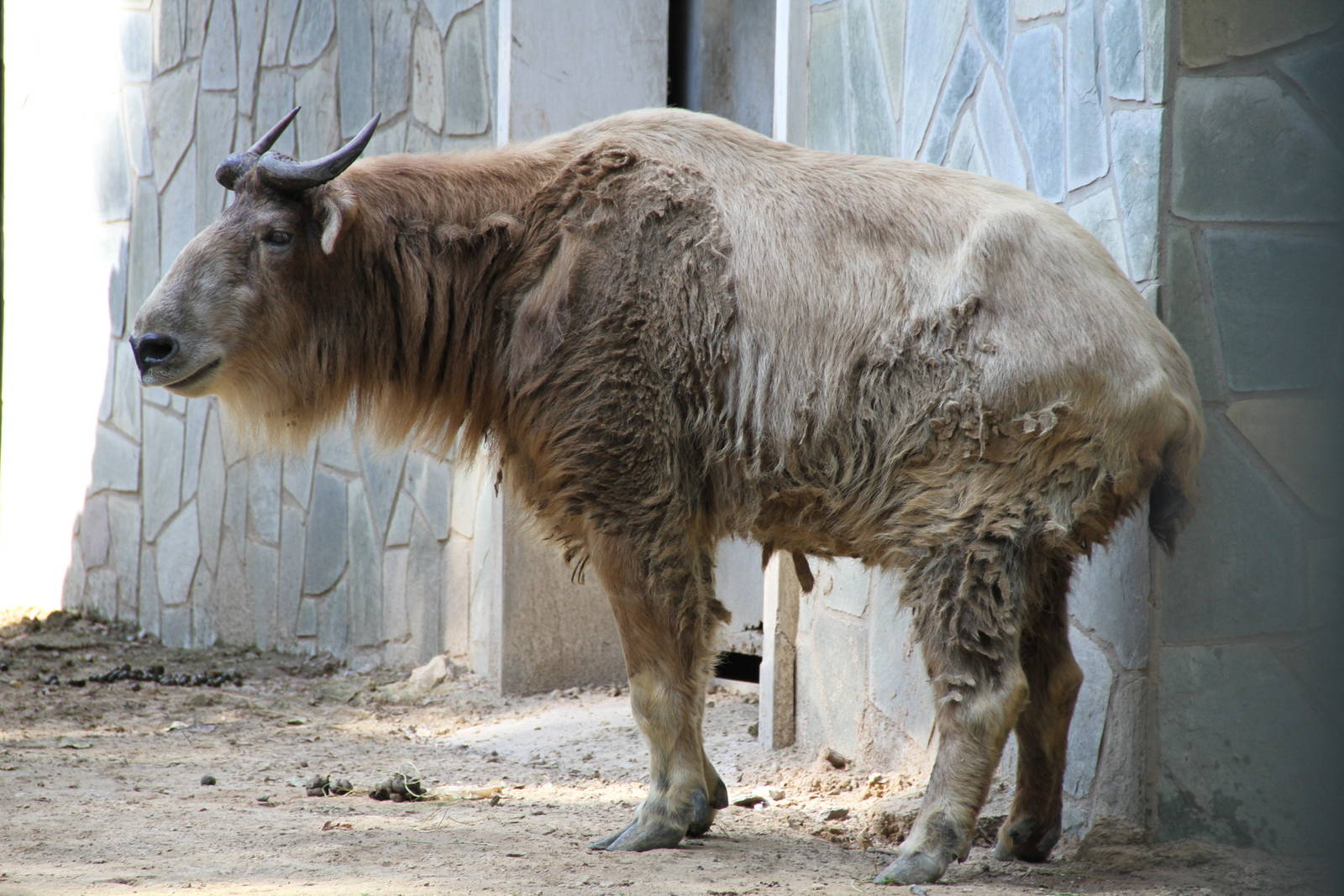 Golden Takin (Budorcas bedfordi)