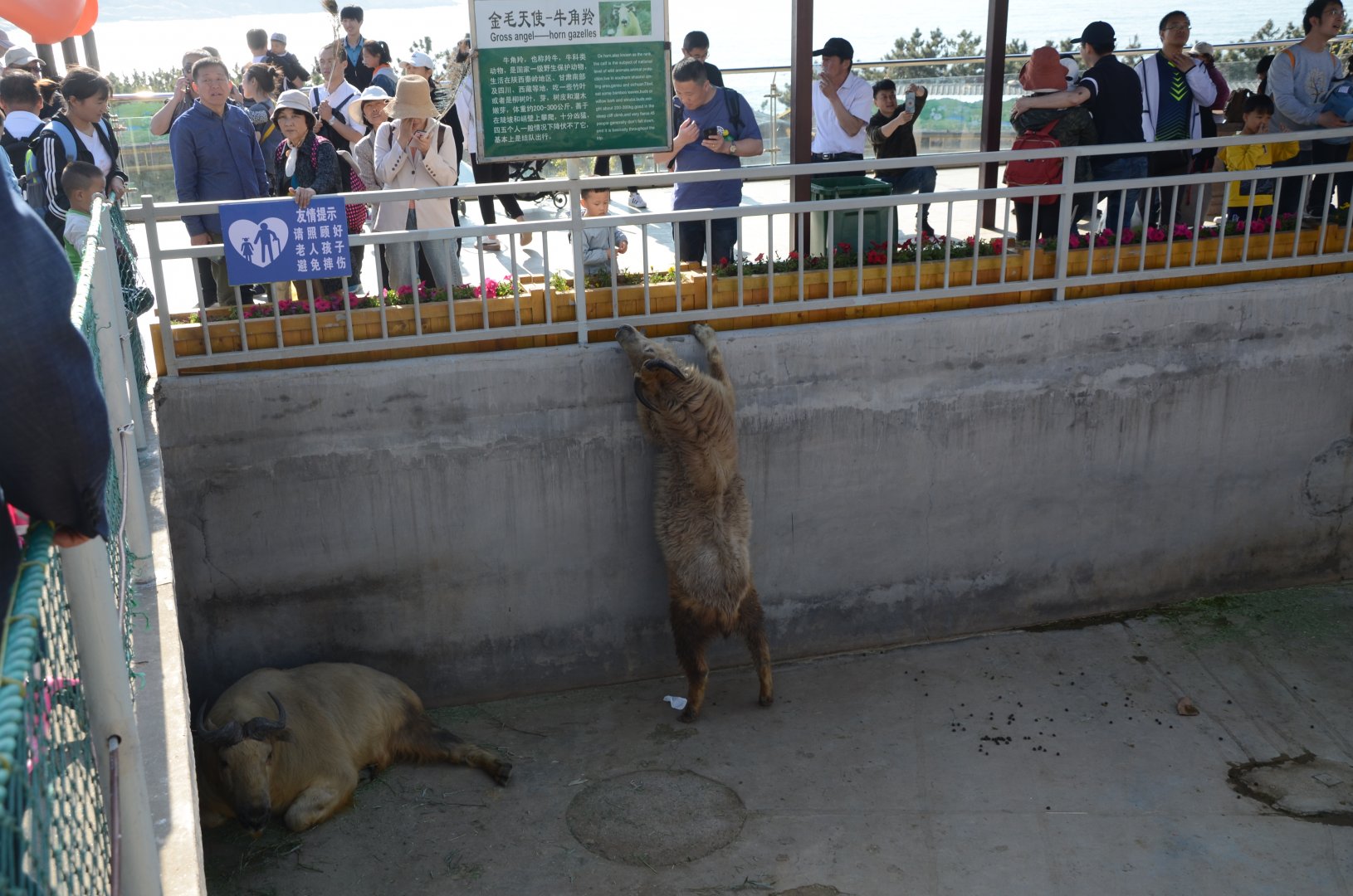 Golden Takin,Budorcas bedfordi