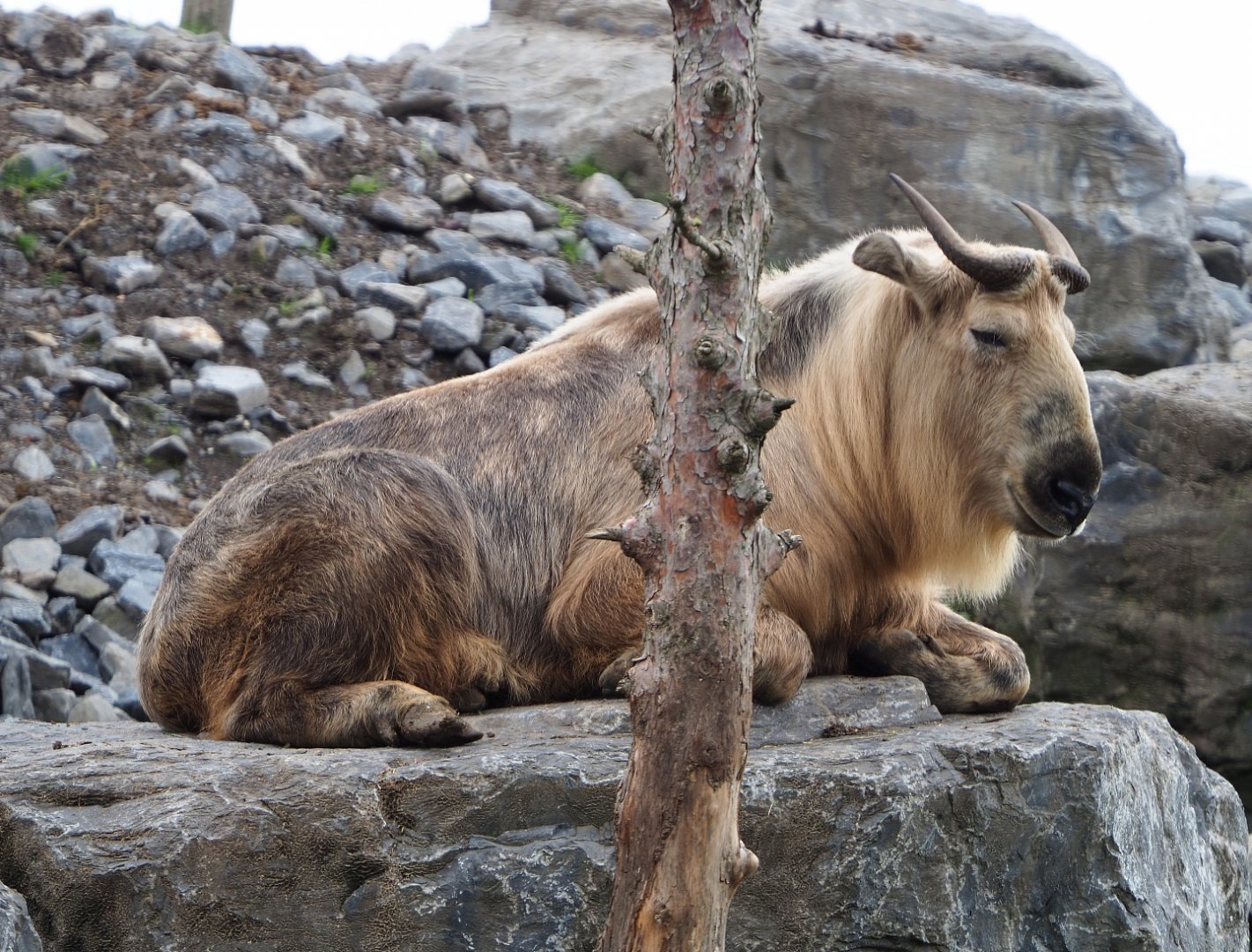 Golden takin (Budorcas taxicolor bedfordi), 2019-10-05