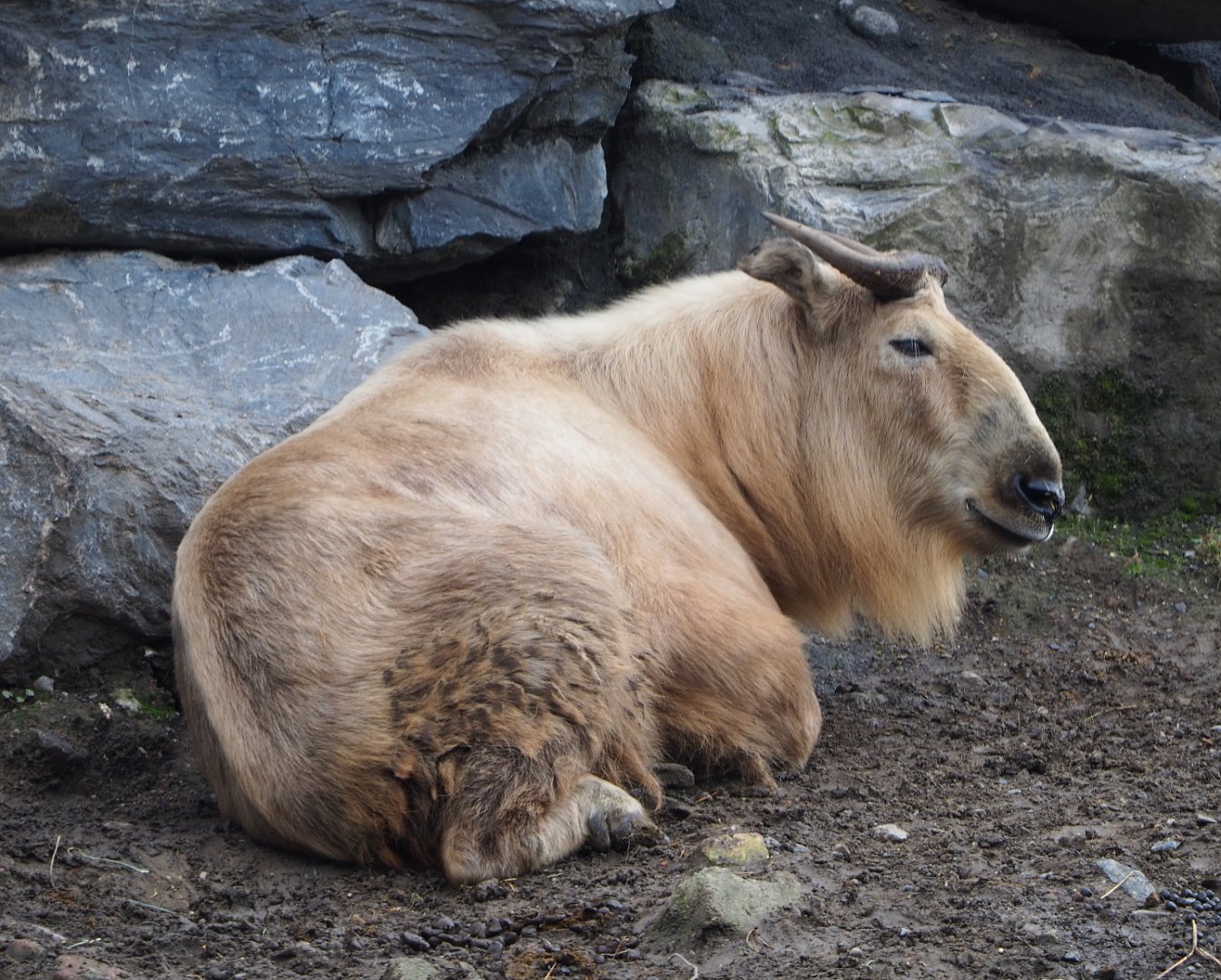Golden takin (Budorcas taxicolor bedfordi), 2019-10-05