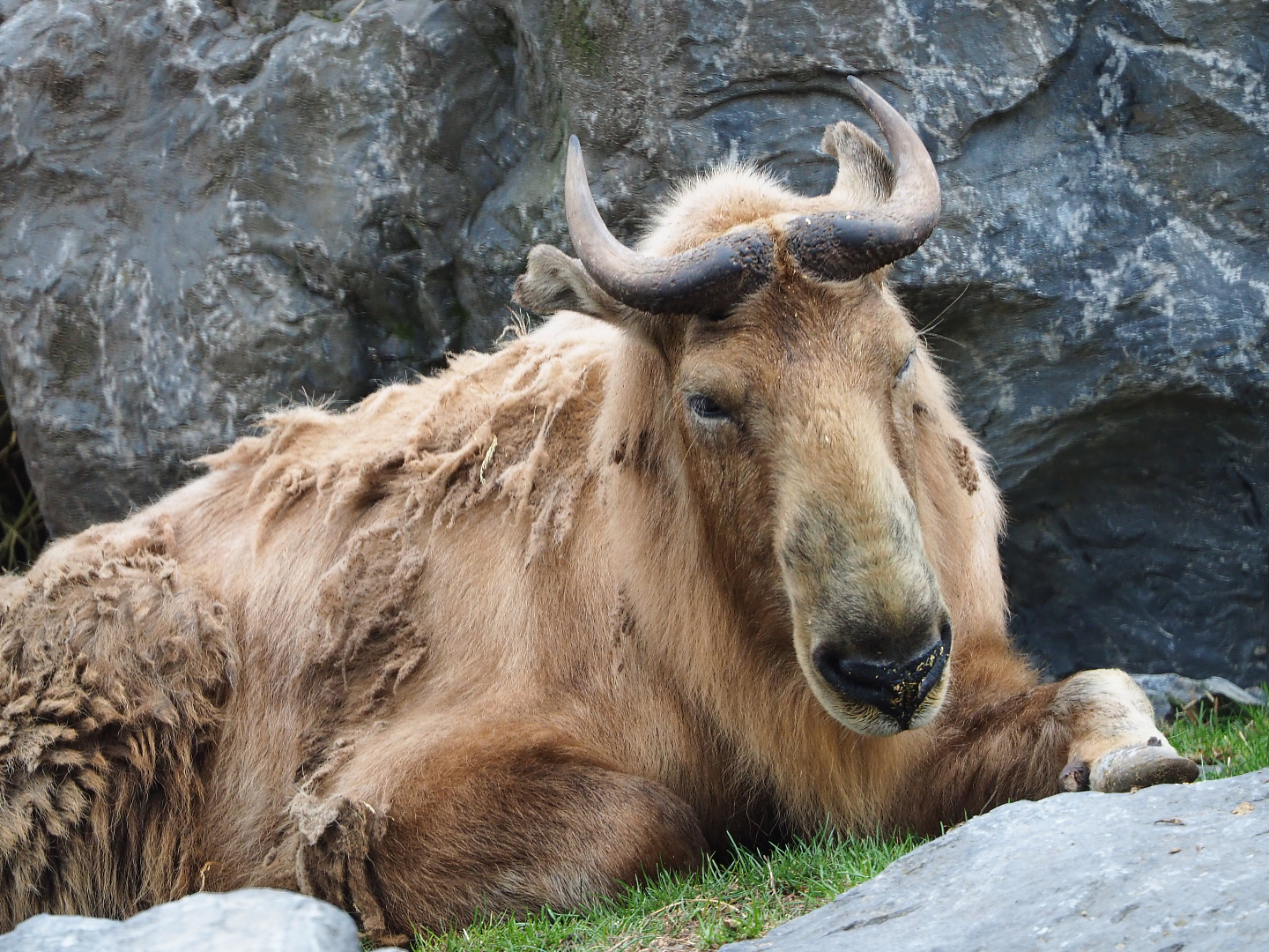 Golden takin (Budorcas taxicolor bedfordi), 2020-09-03