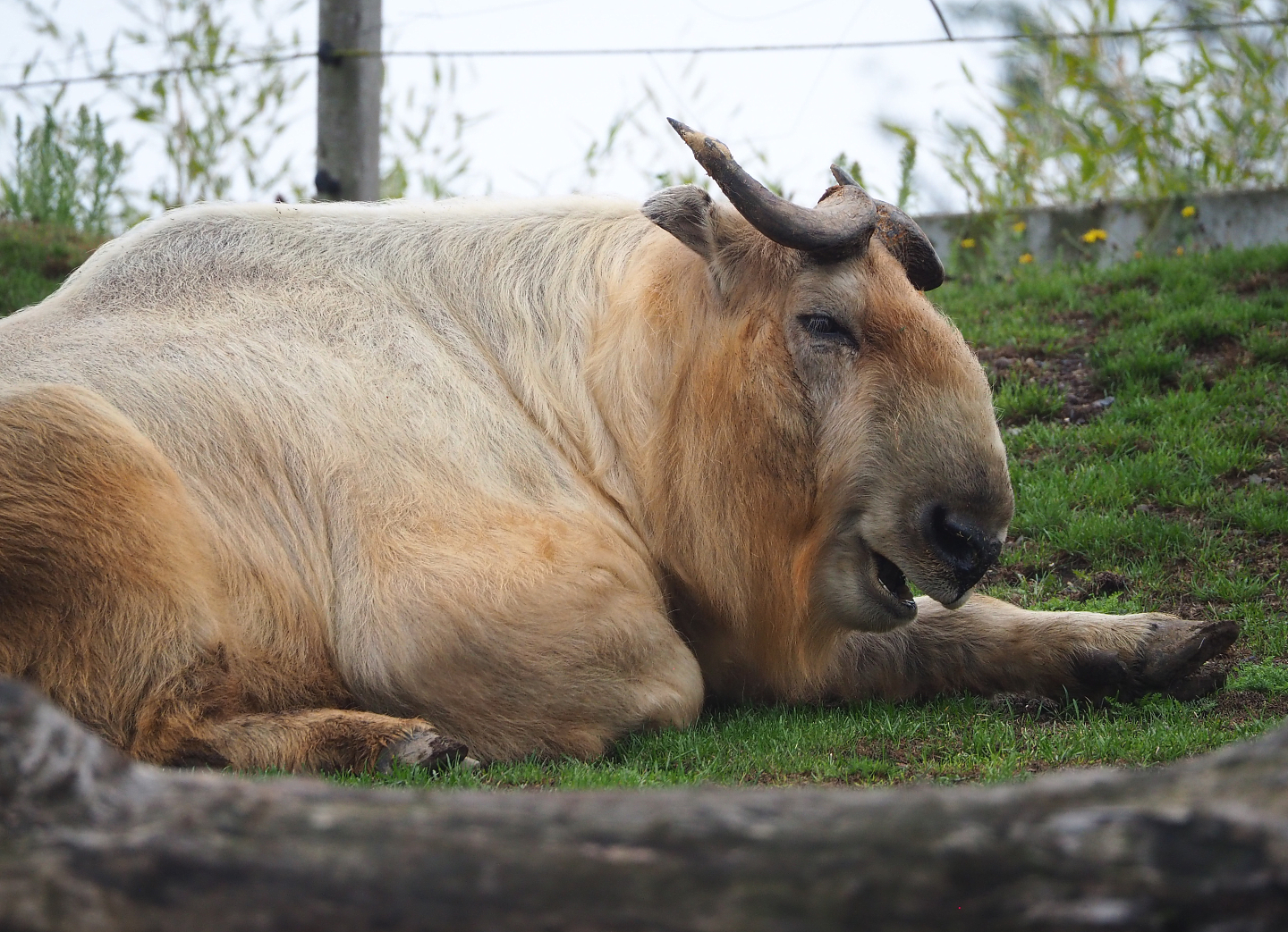 Golden takin (Budorcas taxicolor bedfordi), 2022-09-14