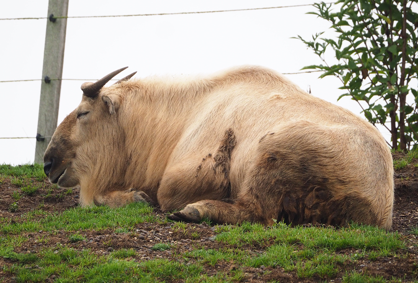 Golden takin (Budorcas taxicolor bedfordi), 2022-09-14