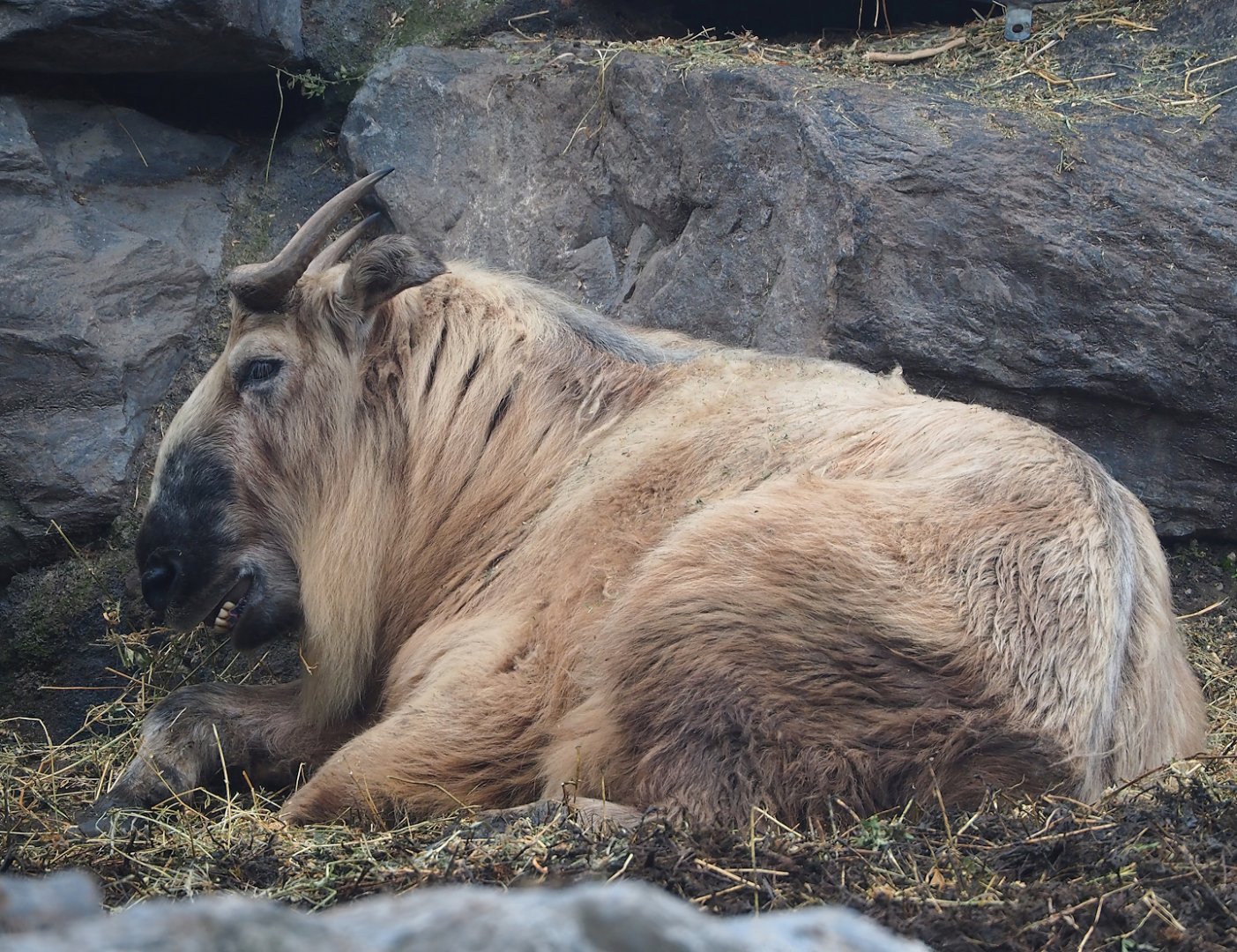 Golden takin (Budorcas taxicolor bedfordi), 2023-05-15
