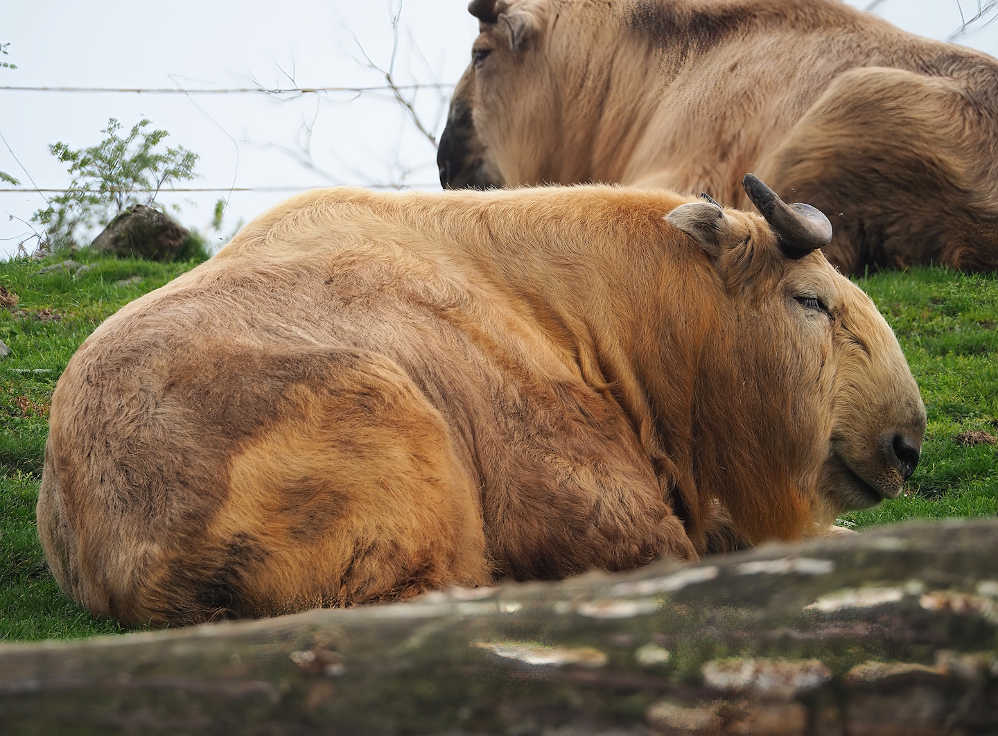 Golden takin (Budorcas taxicolor bedfordi), 2023-10-13