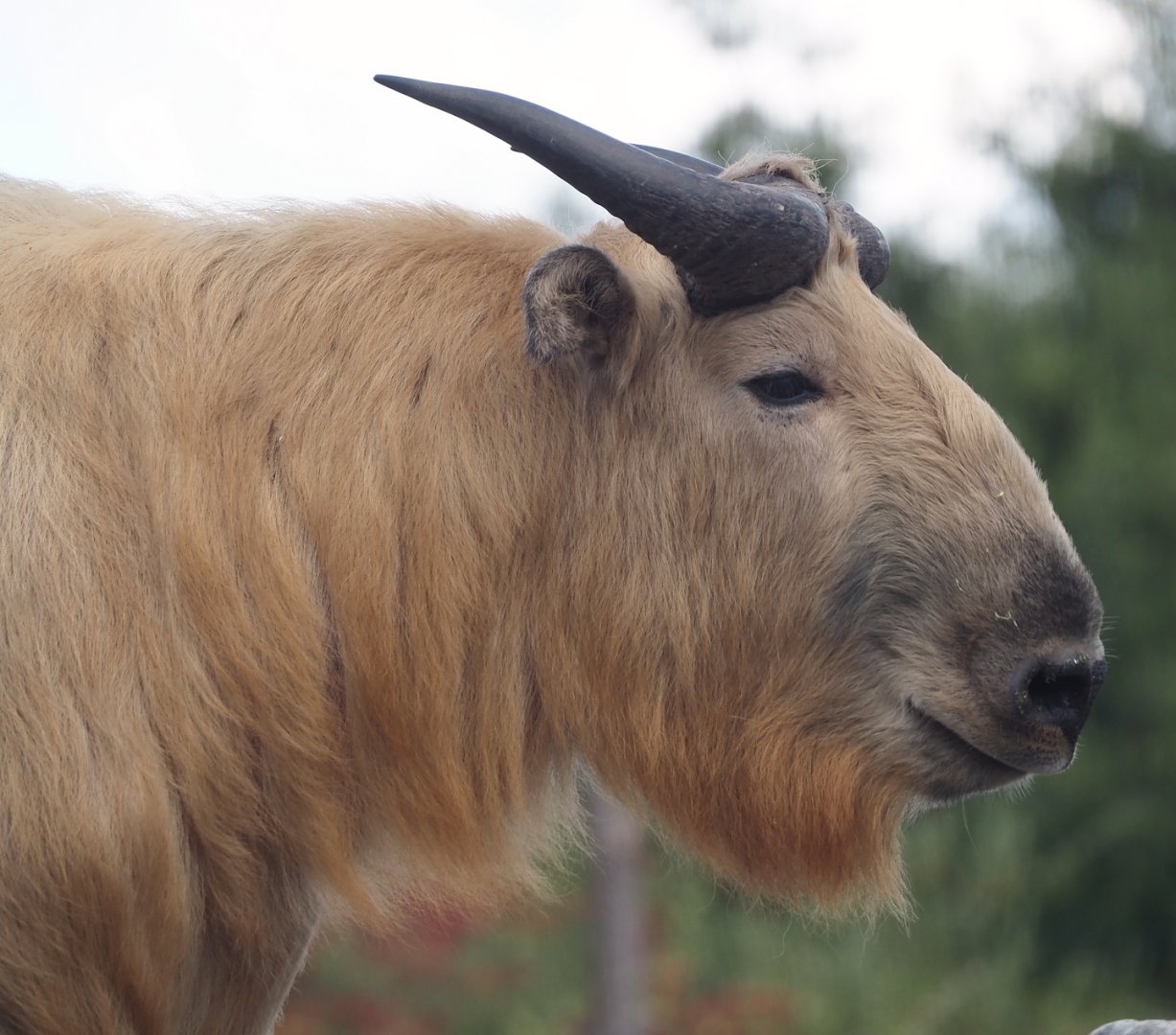 Golden takin (Budorcas taxicolor bedfordi), 2025-08-24