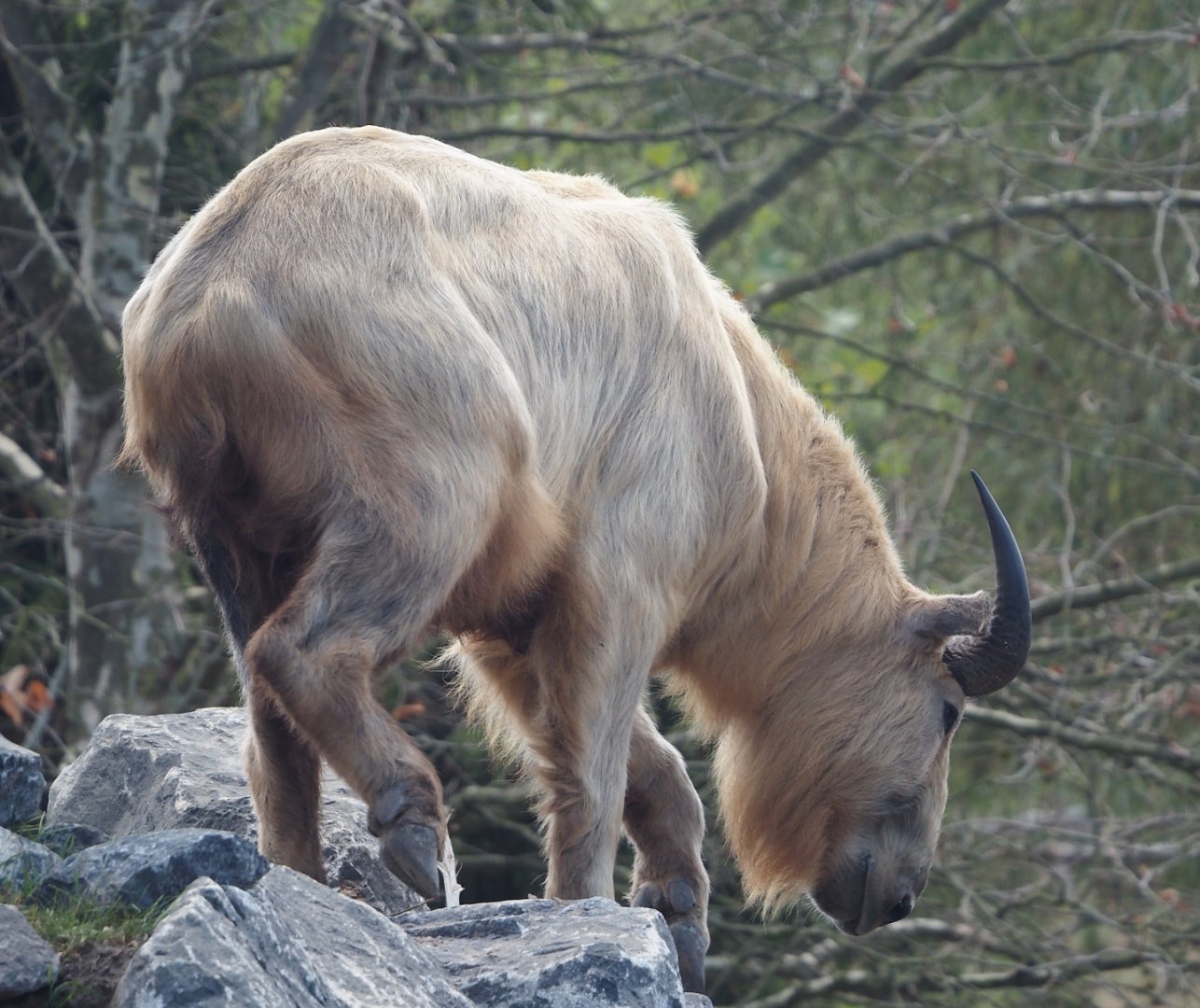 Golden takin (Budorcas taxicolor bedfordi), 2025-08-24
