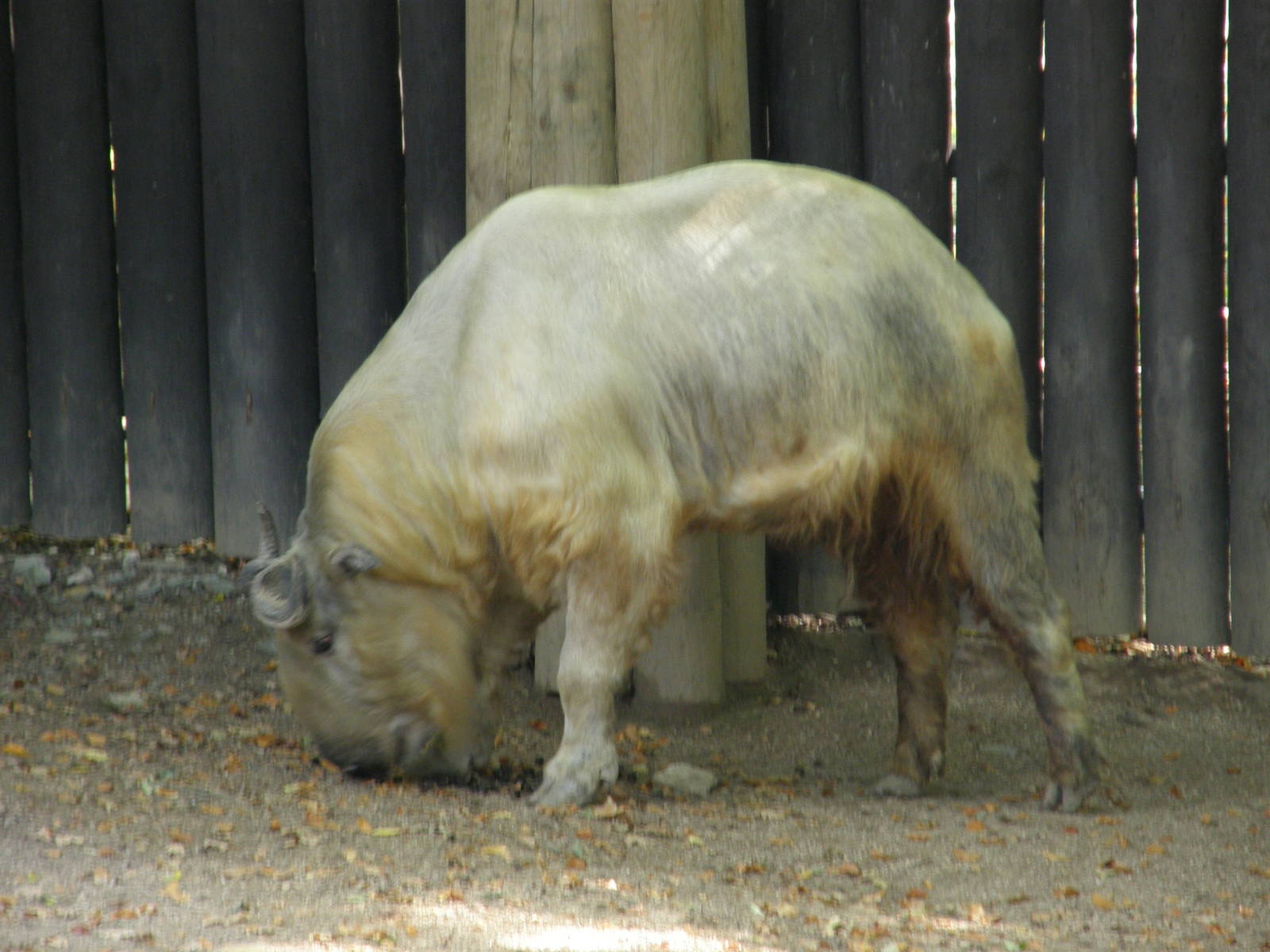 Golden takin / Budorcas taxicolor bedfordi