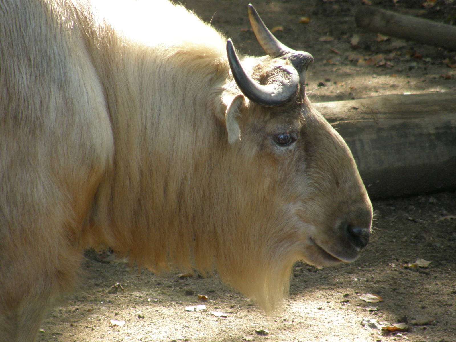 Golden takin / Budorcas taxicolor bedfordi