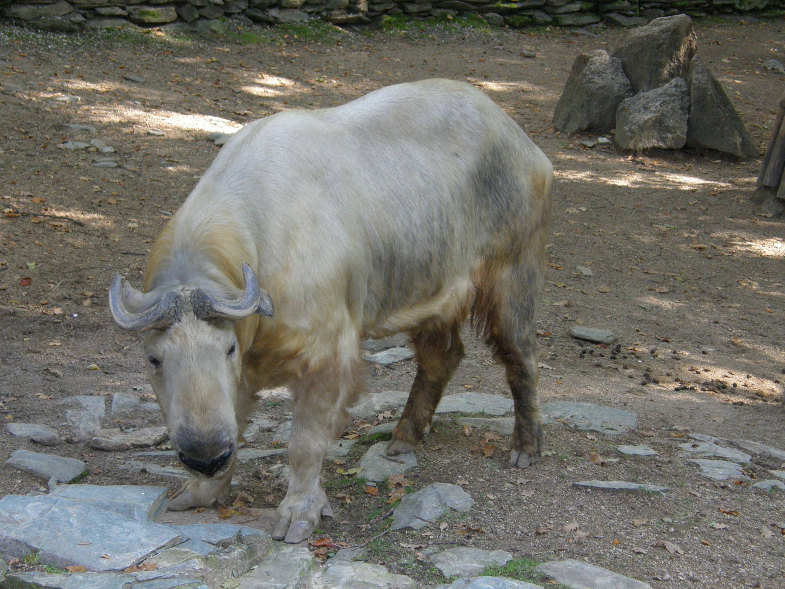 Golden takin / Budorcas taxicolor bedfordi