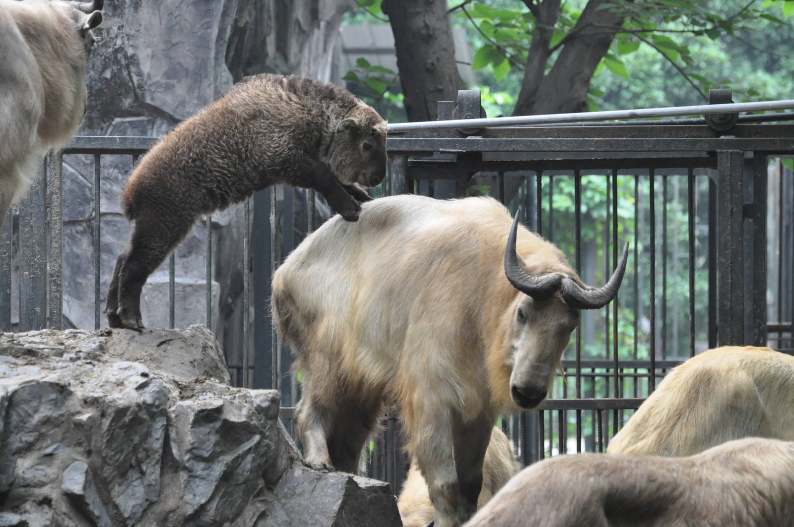 Golden takin/ Budorcas taxicolor bedfordi