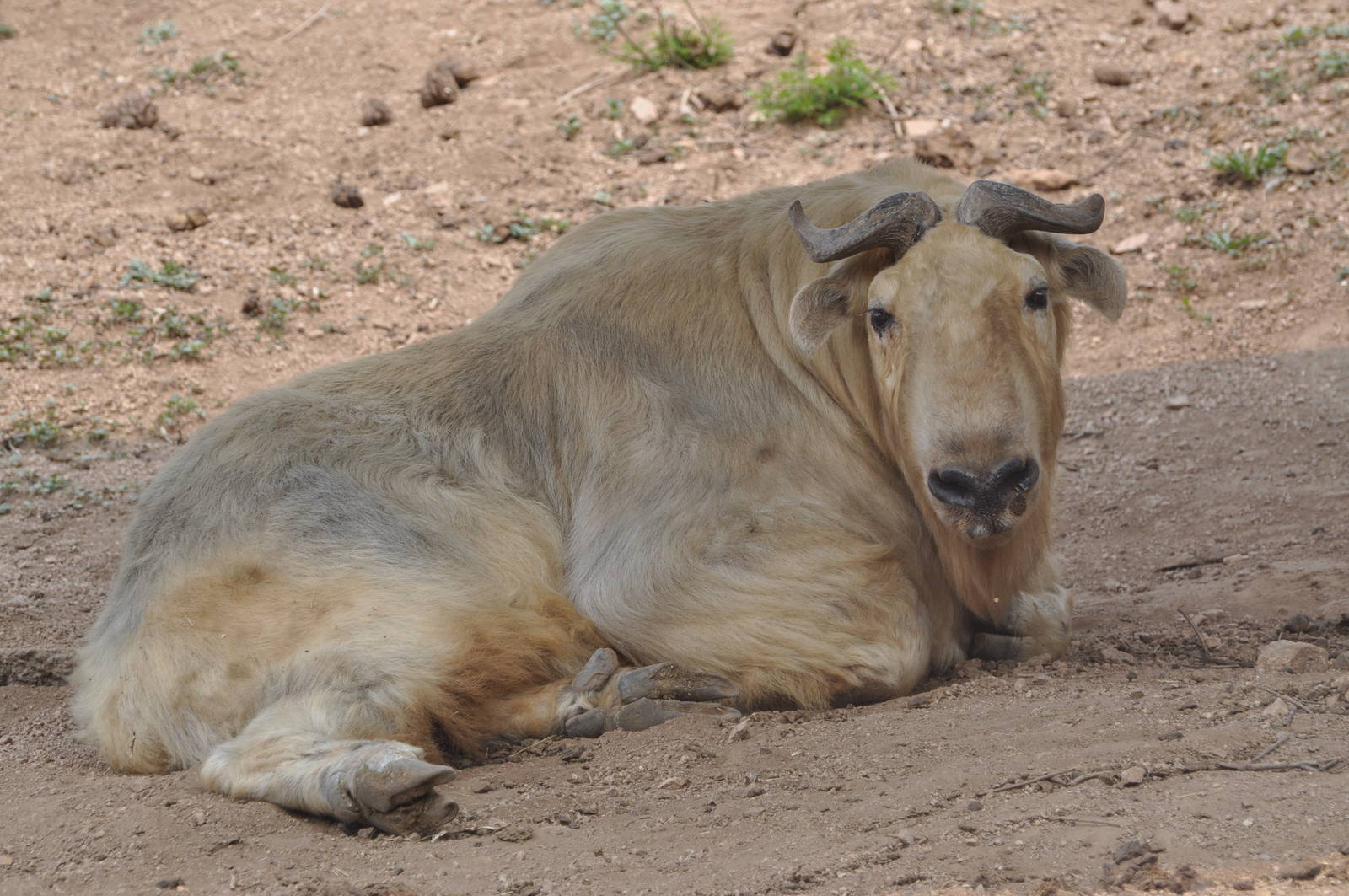 Golden takin/ Budorcas taxicolor bedfordi