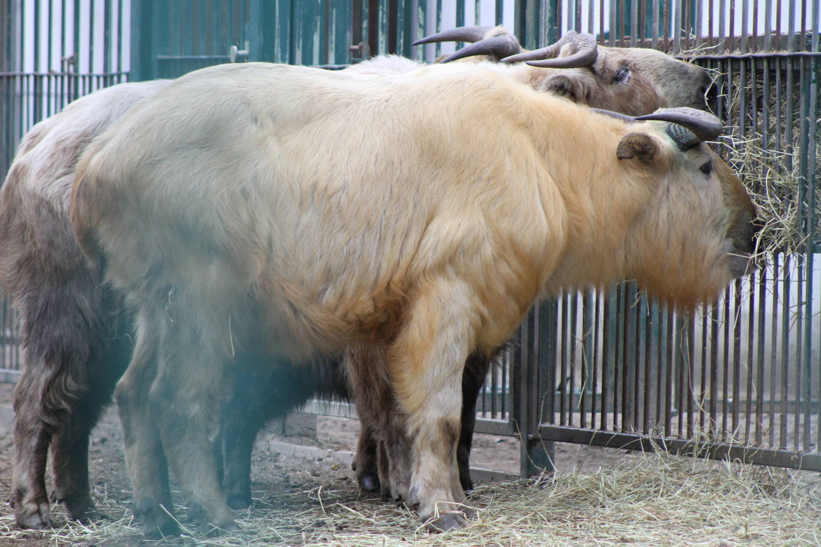 Golden Takin (Budorcas taxicolor bedfordi)