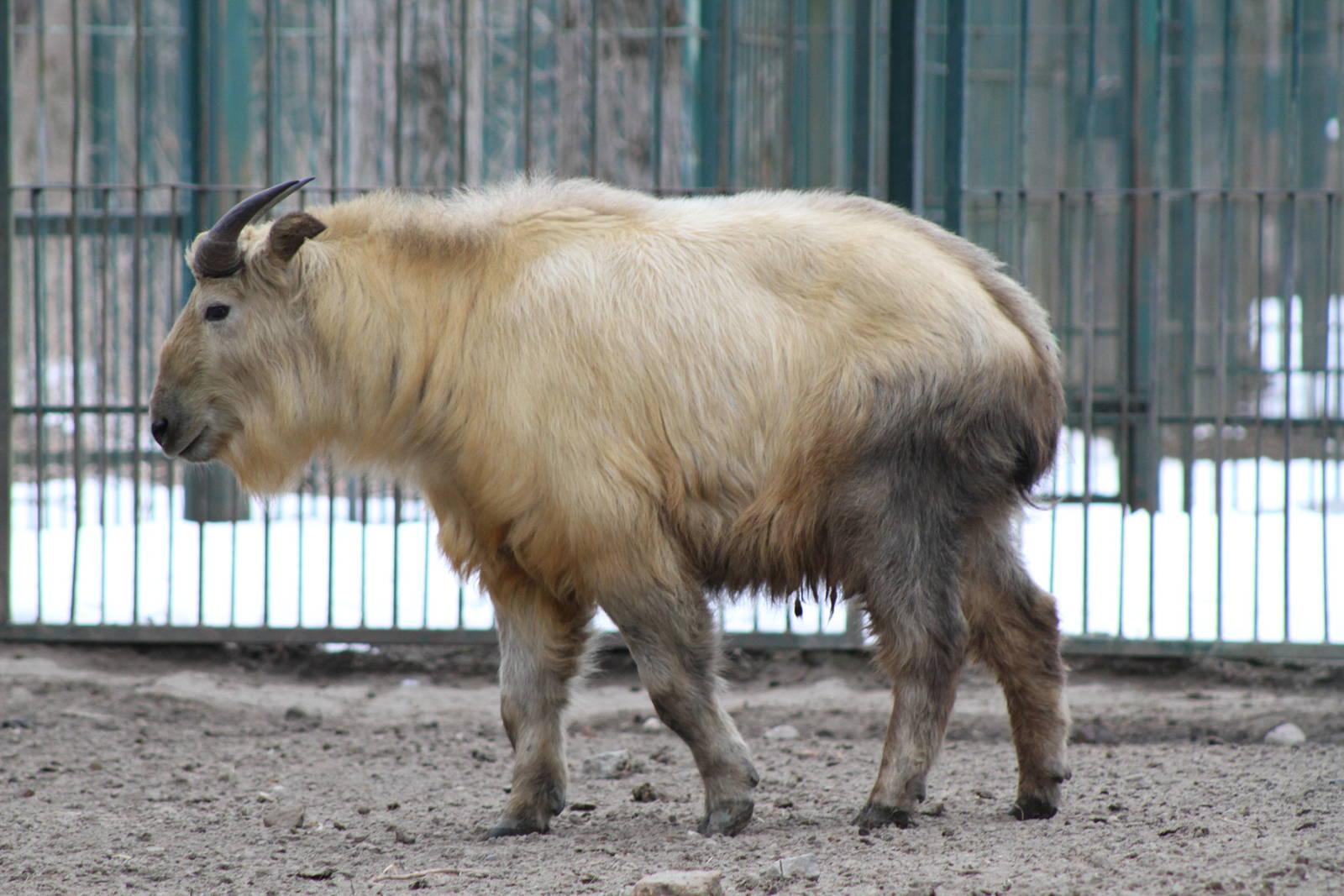 Golden Takin (Budorcas taxicolor bedfordi)