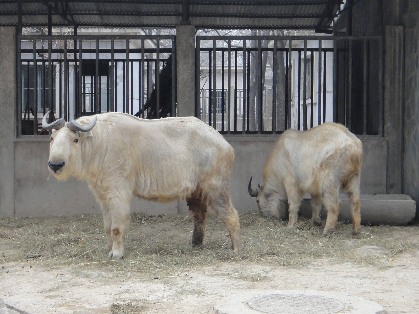 Golden takin (Budorcas taxicolor bedfordi)