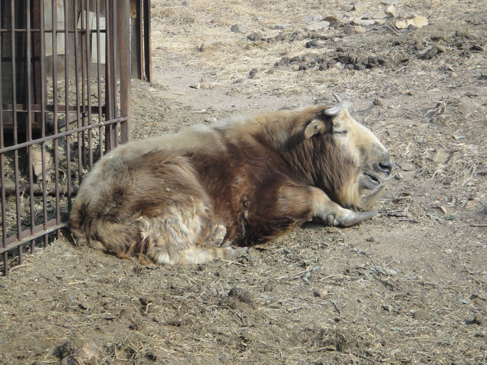 Golden Takin (Budorcas taxicolor bedfordi)