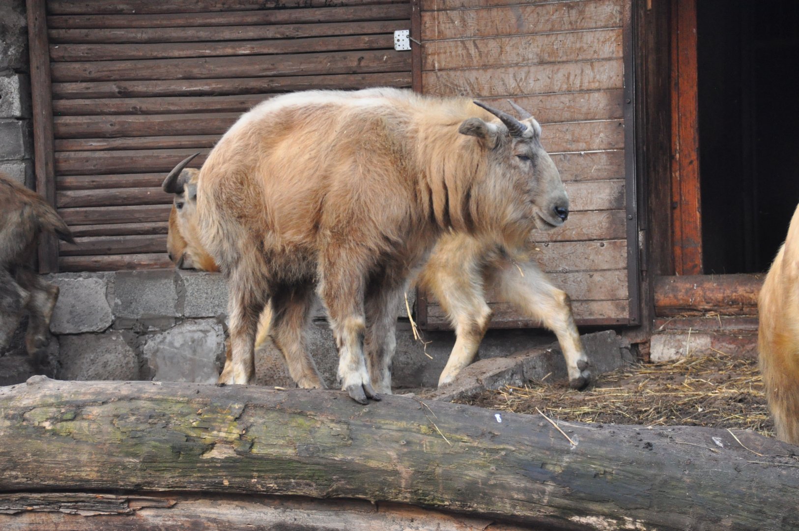 Golden takin/ Budorcas taxicolor bedfordi