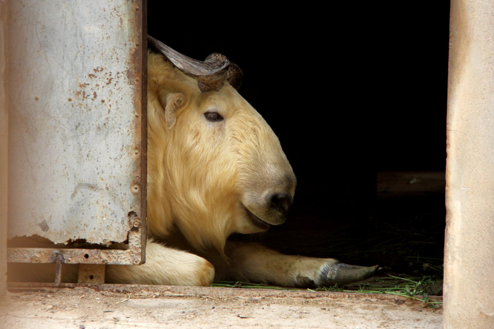 golden takin (Budorcas taxicolor bedfordi)