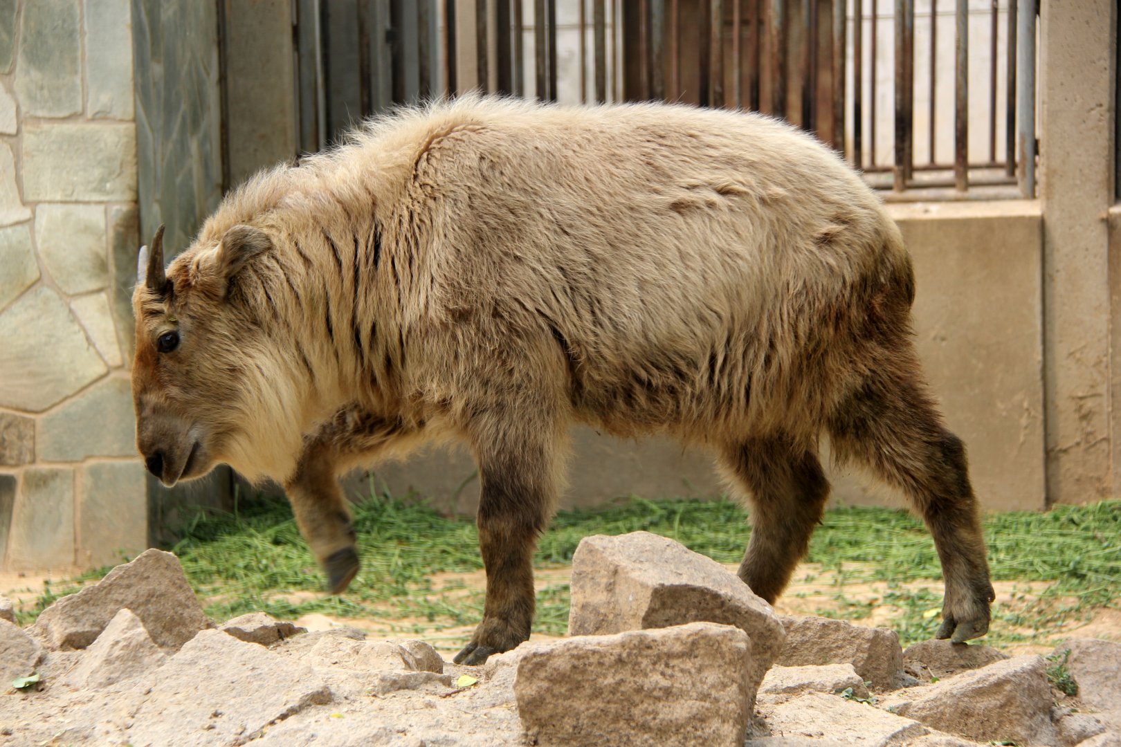 golden takin (Budorcas taxicolor bedfordi)