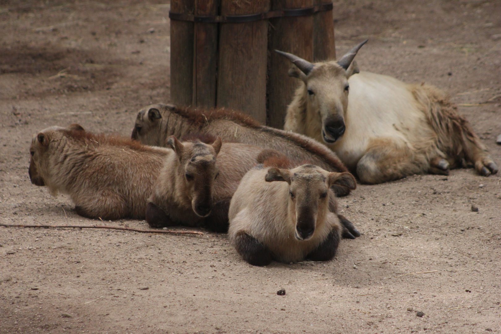 Golden takin (Budorcas taxicolor bedfordi)