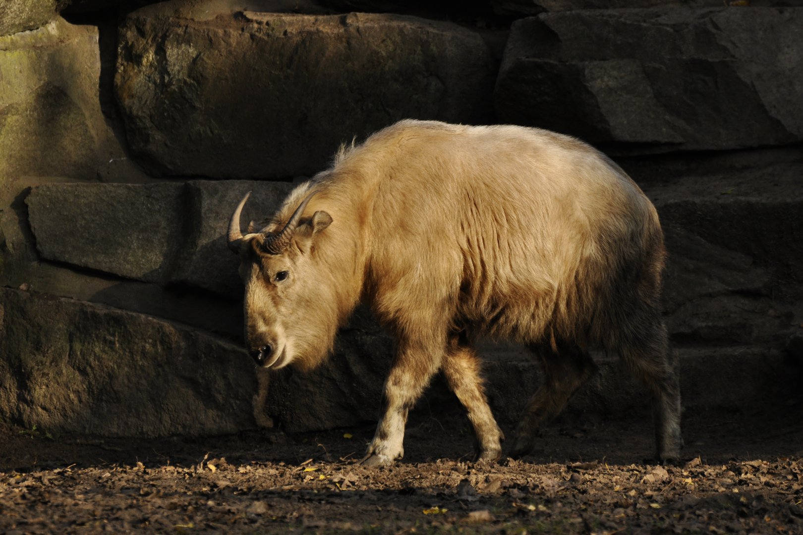 Golden takin (Budorcas taxicolor bedfordi)