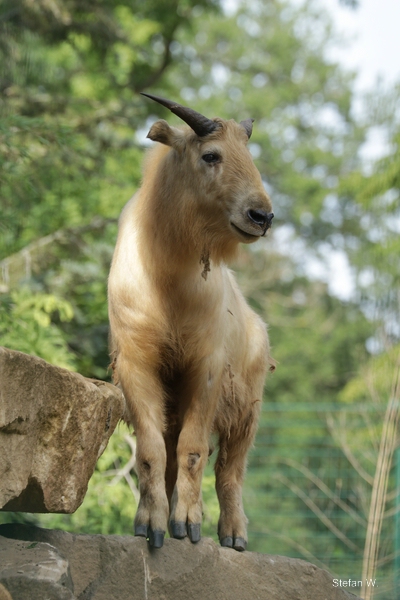Golden Takin (Budorcas taxicolor bedfordi)