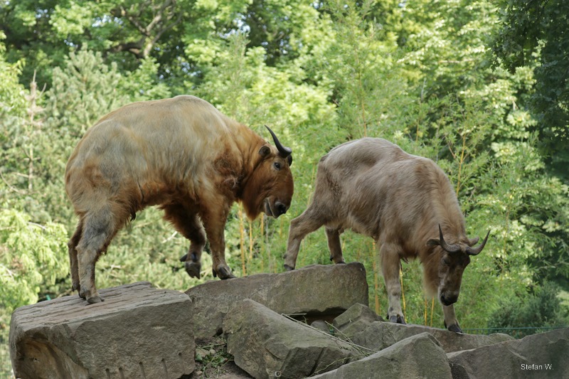 Golden takin (Budorcas taxicolor bedfordi)