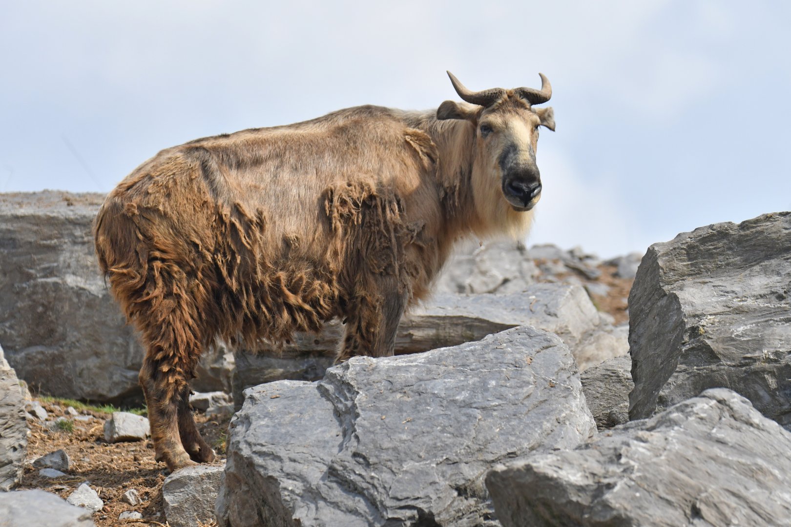 Golden takin (Budorcas taxicolor bedfordi)