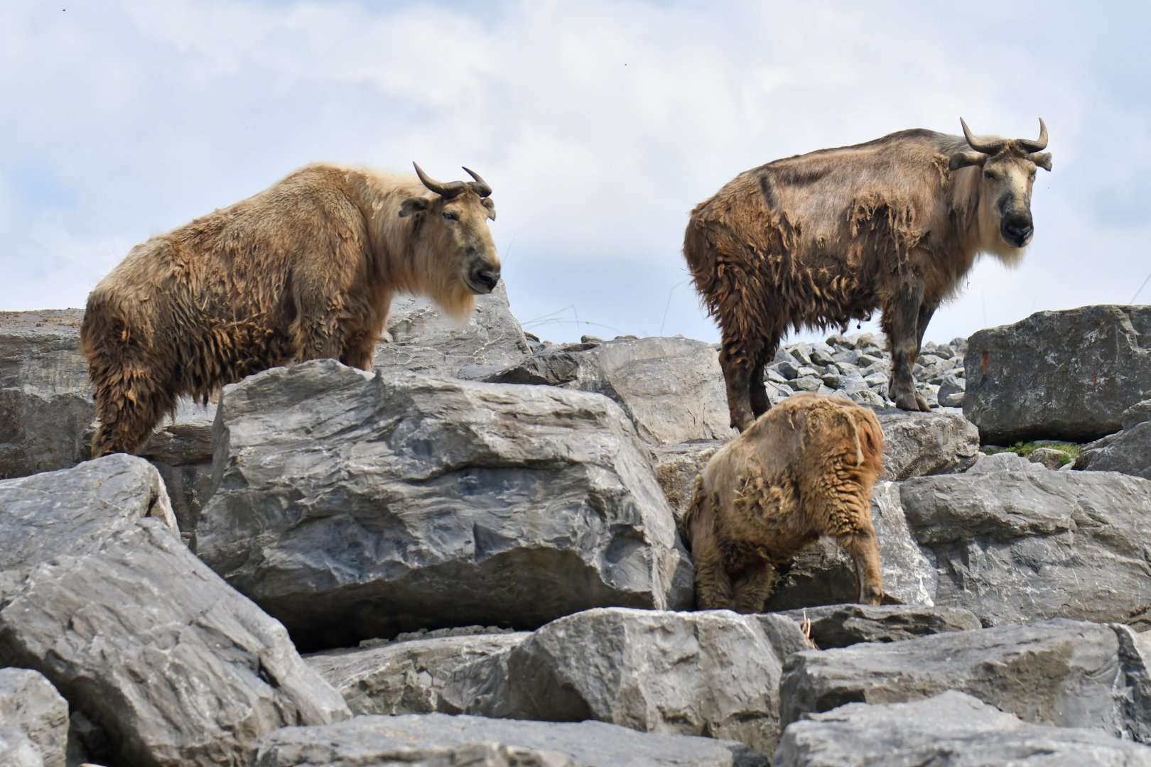 Golden takin (Budorcas taxicolor bedfordi)