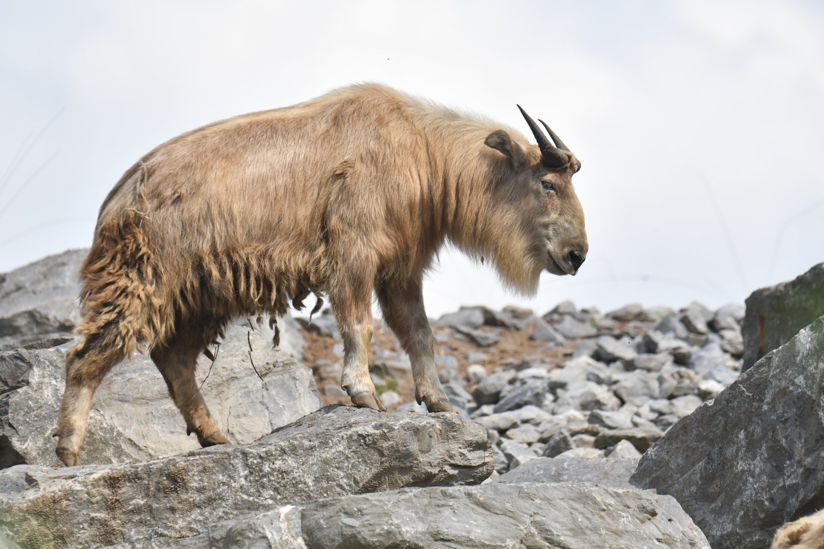 Golden takin (Budorcas taxicolor bedfordi)