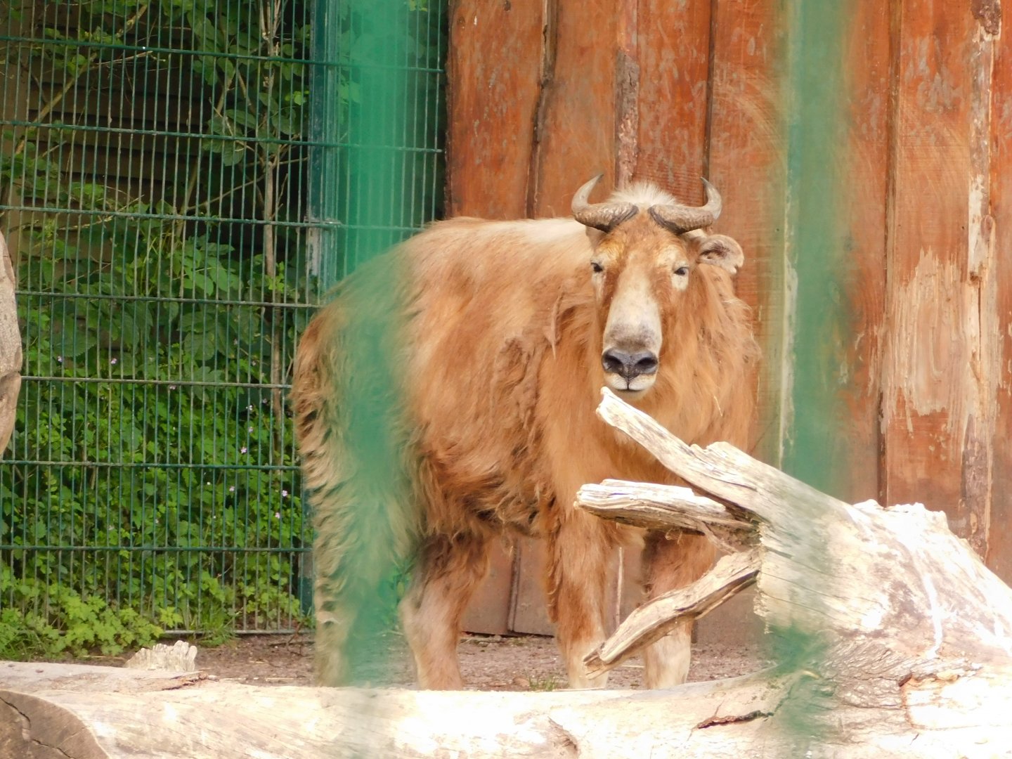 Golden Takin (Budorcas taxicolor bedfordi)