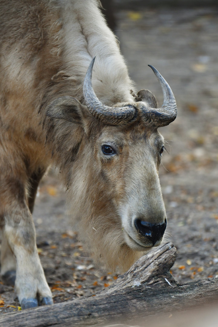 Golden takin budorcas taxicolor bedfordi