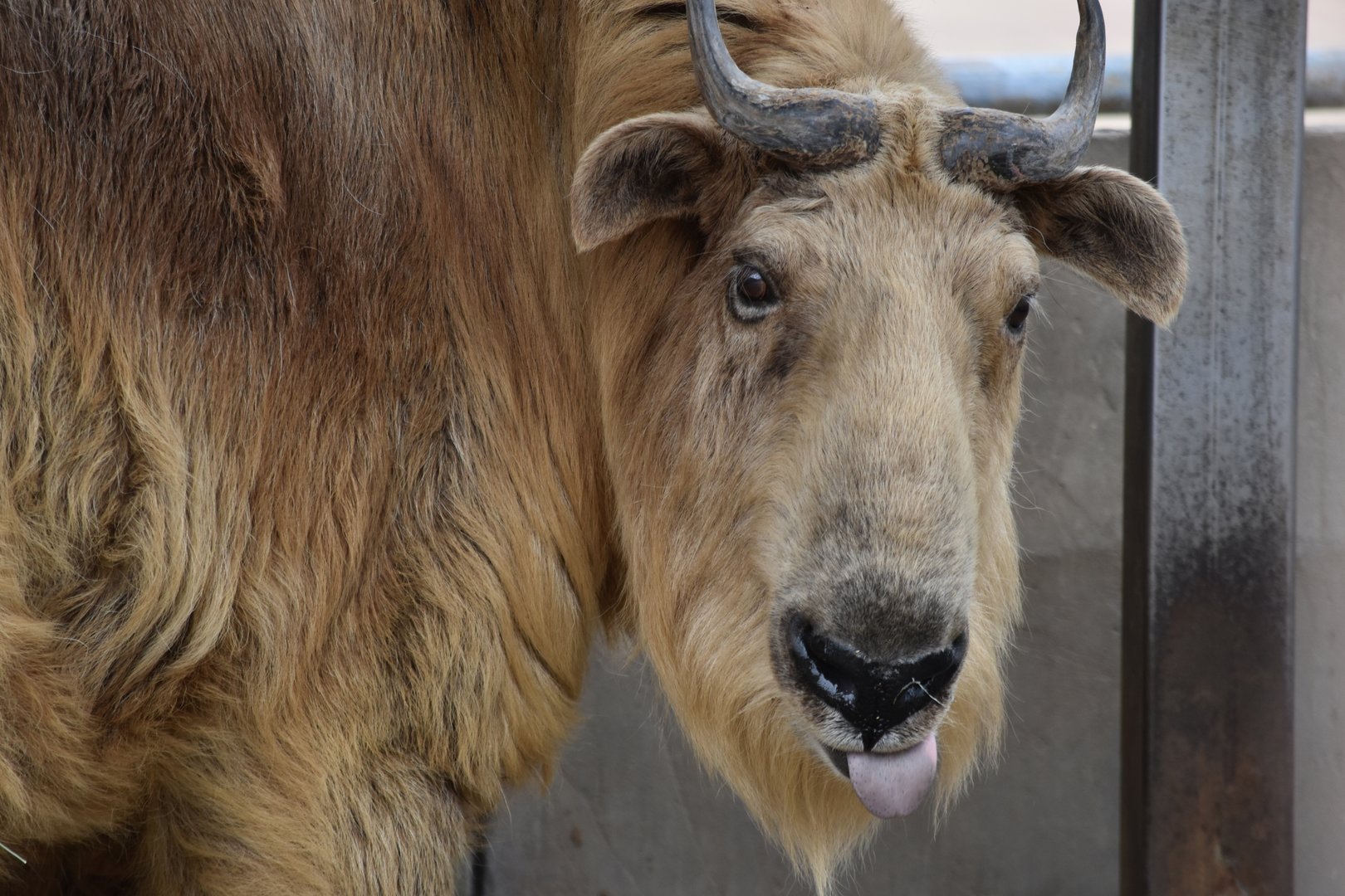 golden takin (Budorcas taxicolor bedfordi)